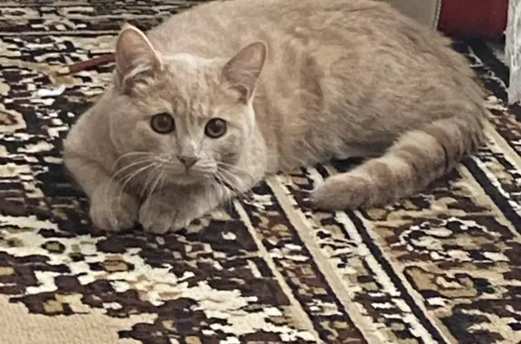 Пропала кошка в Улан-Удэ, Республика Бурятия
