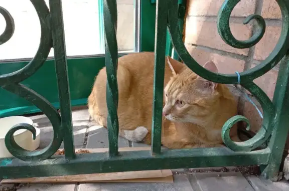 Найден кот Богородское, Миллионная ул., 11, к1
