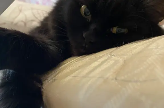Пропала черная кошка в Жебреях, Пермский край