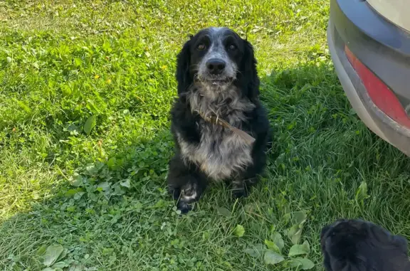 Собака Чёрный спаниель найдена в Малыгинском сельском поселении, Владимирская область