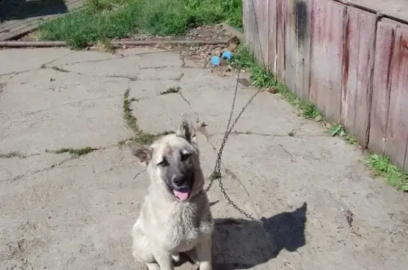 Пропала собака, ул. Гагарина, Мирный