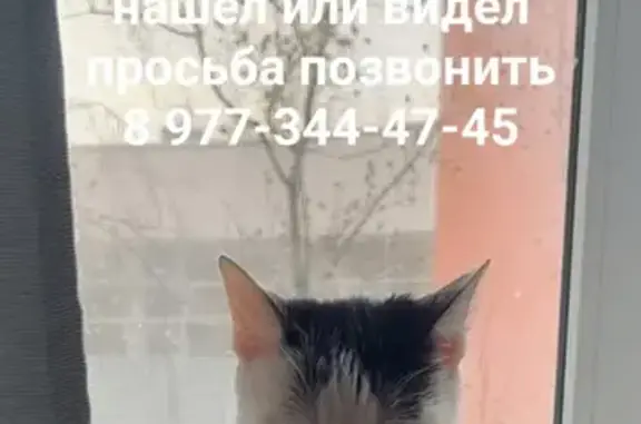 Кошки потеряшки, Москва, фото: Потеряшка глухая кошка с Миллионной улицы, 11 к1, Москва