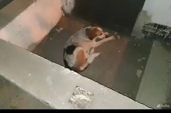 Найдена собака на Бульварной улице, 12, Астрахань