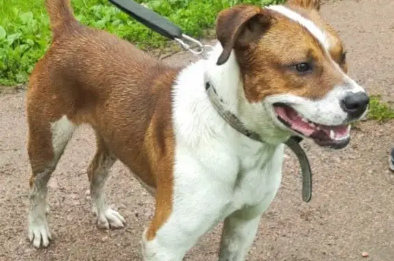 Найдена собака: Молодой пес, бело-палевый, у парка Усадьбы Чернова Дача, СПб