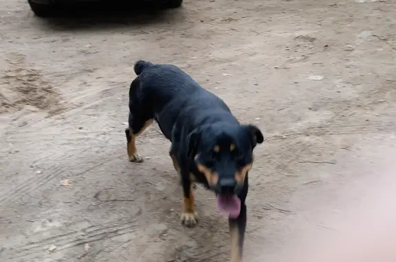 Найдена собака породы ротвейлер у реки Клязьма, Московская область