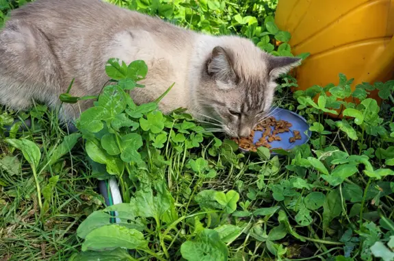 Найден молодой котик на Софьинской улице, 45, Воронеж