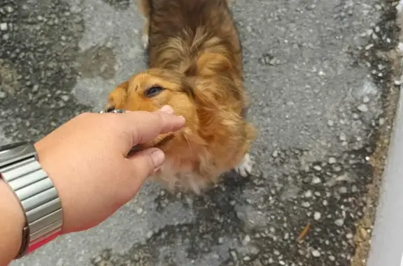 Пропала собака в Липецке, ул. 9-го Мая, НЛМК