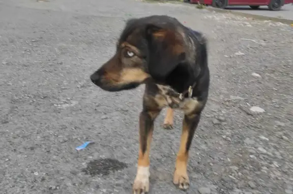Найдена собака, ищем хозяина: ул. Сулимова, 46, Екатеринбург