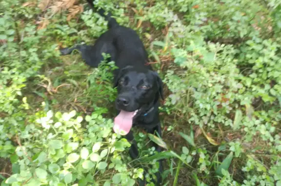 Пропала собака Джина, Лабрадор, черный окрас, Колтушское городское поселение