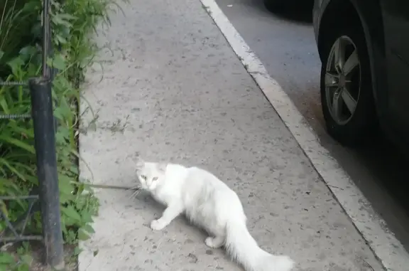 Найдена кошка на ул. Лизюкова 10, Воронеж
