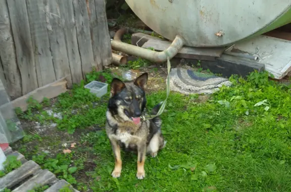 Собака Девочка найдена у сторожа, Екатеринбург