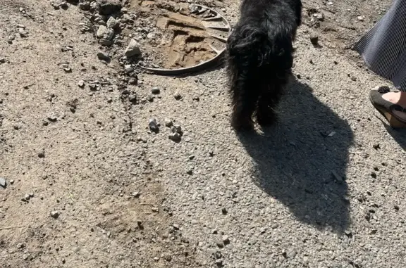 Собаки потеряшки, Чита, фото: Потеряшка собака в районе магазина СЕВЕРЯНКА, ул. Шилова, Рене Санс. Помощь нужна!