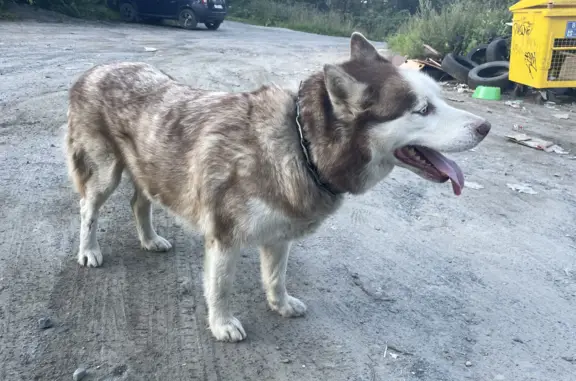Собака с ошейником на Черняховского, 44