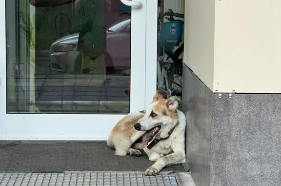 Собака в панике возле детского сада на Носовихинском шоссе, 25
