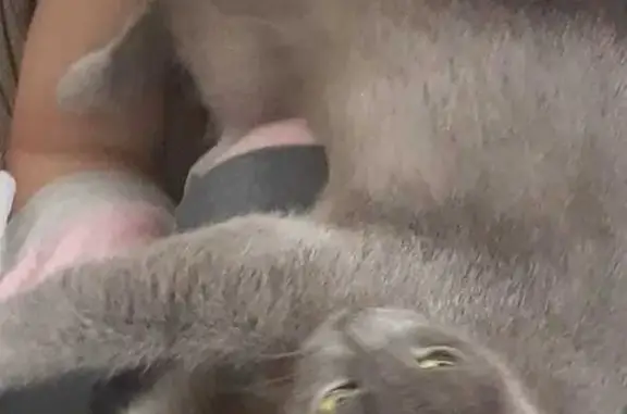 Потерянные животные Москва, фото: Пропала кошка на Долгопрудной улице, 13 к1, Москва