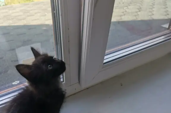 Найдены черные котята с белыми грудками в Головинском поселении