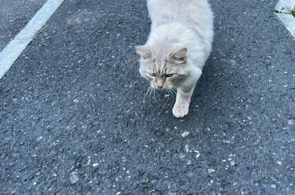 Найдена кошка на ул. Маршала Захарова 11, Тюмень