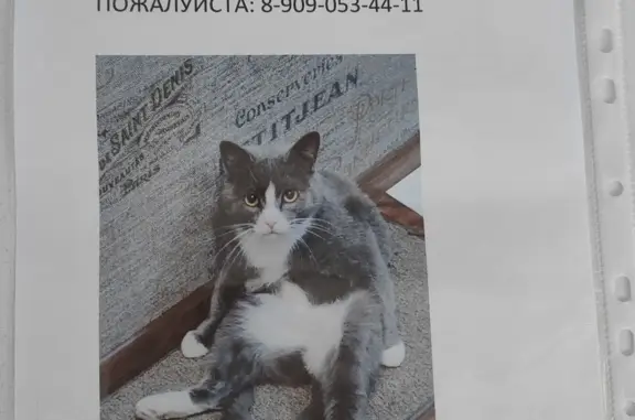 Пропала кошка: серый кот, ул. Чапаева 7, Сарапул