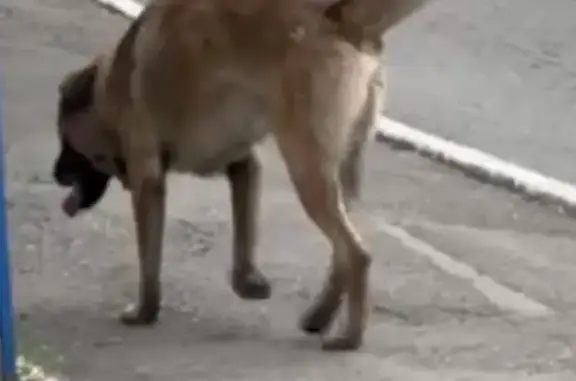 Пропала собака в мкрн Кушкуль, Оренбург