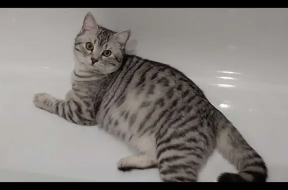 Потерянные животные Тамбов, фото: Пропала кошка Кот, Фестивальная ул., 42, Тамбов