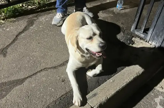 Собака Лабрадор найдена в Аксаково