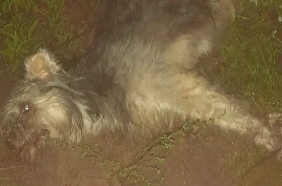 Собака найдена на Грузинском мосту, Школьная улица