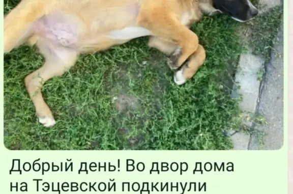 Собака найдена на Тэцевской улице, Казань
