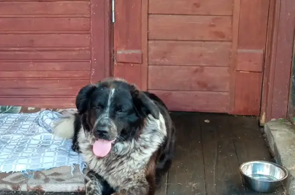Собака Кобель, пёстрый, слепой на один глаз, найдена в Лопотово
