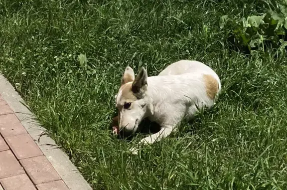 Собака найдена: Маршала Баграмяна, 3, Н.Новгород
