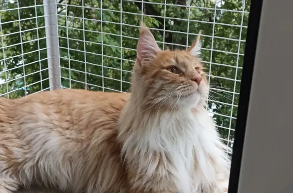 Кошки потеряшки, Санкт-Петербург, фото: Потеряшка кошка на Варшавской улице, 37 к1, СПб