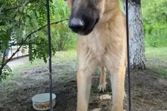 Найдена собака возле Профсоюзной,18 в Чите