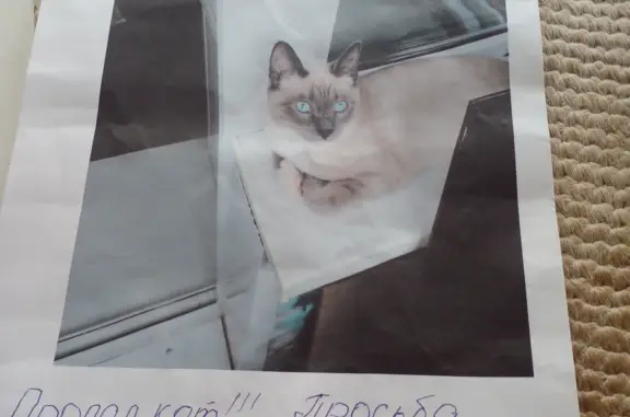 Пропала кошка: Серый, похож на сиамского. Воскресенские Ворота, Москва