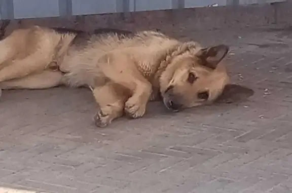 Собака пропала: улица Гагарина, Корнилово