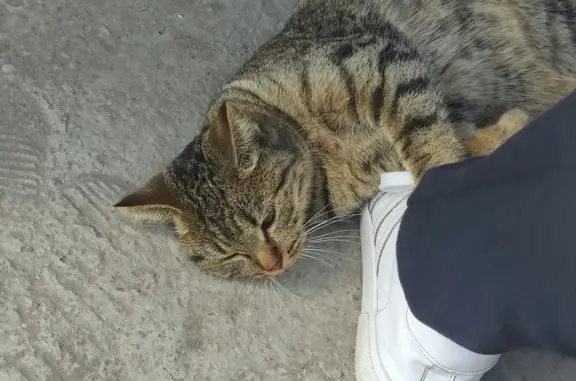 Найдена кошка, Красноярск, фото: Пропала кошка на пр. 60 лет Образования СССР, 20Г