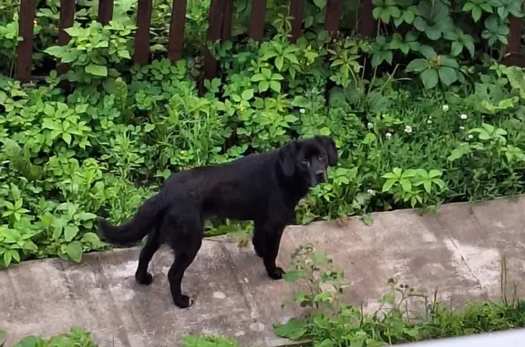 Собака Пёс потерян на улице Ушинского, Липецк