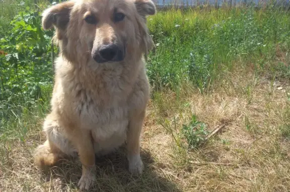 Пропала собака в Янино-1, Шоссейная, Строителей