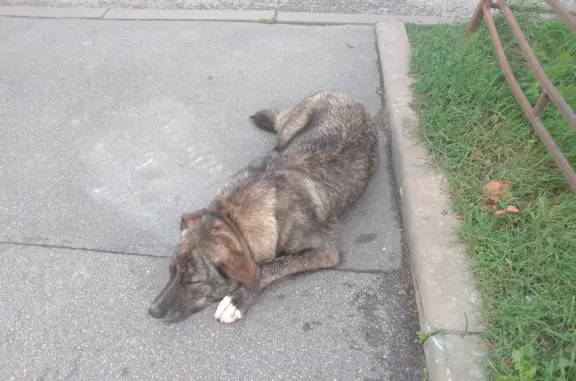 Найдена собака, Санкт-Петербург, фото: Собака Мальчик ищет хозяина на Ленинском проспекте, 124, СПб