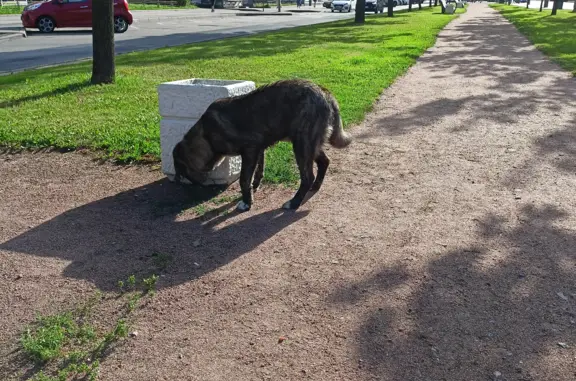Найдена собака, Санкт-Петербург, фото: Найдена собака на Ленинском пр. между д. 124 и д.126, ищет хозяина