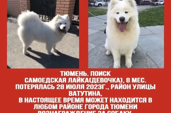Пропала собака на Первомайской ул., 15, Тюмень