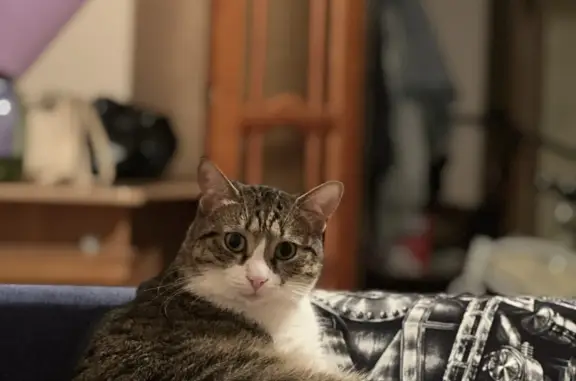 Кошки потеряшки, Набережные Челны, фото: Потеряшка кот Кузя в 41/05, Набережные Челны