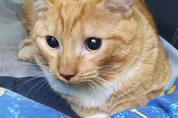 Найден рыжий кот с поврежденной мордочкой на Борисовском проезде