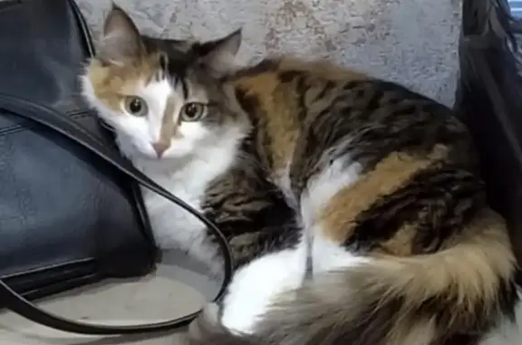 Кошки потеряшки, Новосибирск, фото: Потеряшка кошка на Берёзовой ул., 5/1, Новосибирск