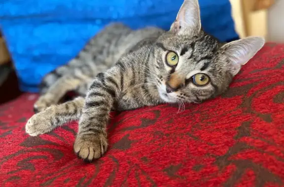 Кошки потеряшки, Тамбов, фото: Потеряшка кошка Кузя, г. Тамбов, Сосновский проезд 30