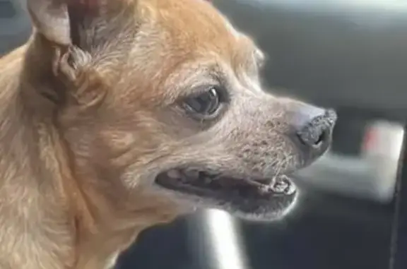 Пропала собака Кобель на Светлановском проспекте