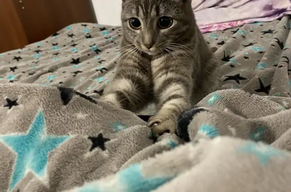 Кошки потеряшки, Киров, фото: Потеряшка кошка на Солнечной улице, 16, Киров