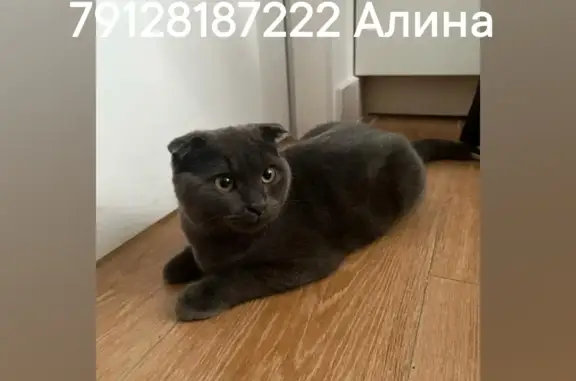 Найдена кошка на Сибирской улице, 13, Сургут