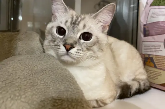 Пропал кот Кайбицкая 11, бело-рыжий, голубые глаза