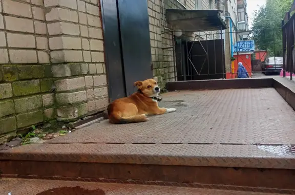 Собака найдена: Большая Московская улица, 53 к1, Великий Новгород