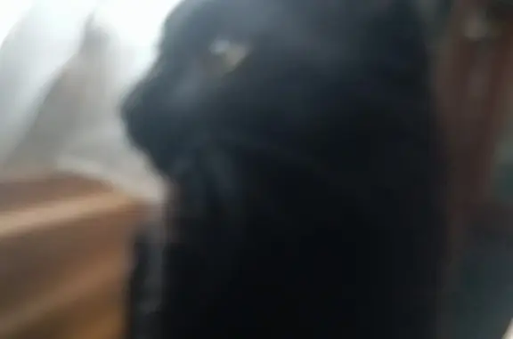 Кошки потеряшки, Ярославль, фото: Потеряшка кот СЭМ, ул. Космонавтов, 18, Ярославль