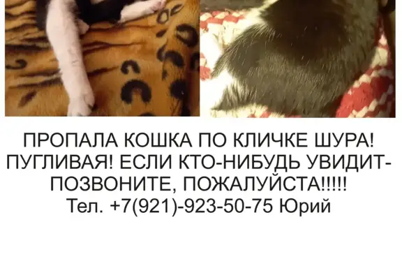 Пропала взрослая черно-белая кошка на ул. Советская, Токсово